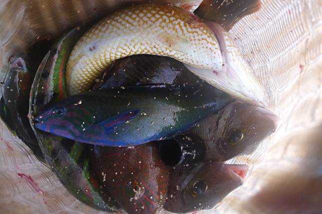 C&ugrave; lao Thu đẹp như một kỳ quan